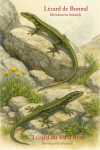dessine un Iberolacerta bonnali (Lézard de Bonnal) et un Iberolacerta aranica (Lézard du Val d’Aran) en action dans leur milieu naturel, avec leurs noms français et scientifiques visibles, format 1025x1536