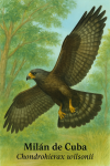 Milan de Cuba (Chondrohierax wilsonii) en action dans son habitat naturel, format 1025x1536, avec les noms 'Milan de Cuba' et 'Chondrohierax wilsonii' visibles