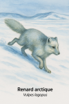 Renard arctique (Vulpes lagopus) en action dans leur milieu glacial, format 1025x1536, avec noms Français et scientifique