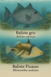 Dessine un Baliste gris (Balistes capriscus) et un Baliste Picasso (Rhinecanthus aculeatus) dans le même environnement sans séparation, en action dans leur milieu naturel, avec leurs noms en français.