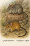 dessine un Pseudantechinus mimulus (Antechinus imitateur) et un Pseudantechinus ningbing (Antechine de Ningbing) en action dans leur milieu naturel avec leurs noms Français et scientifique