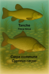 Draw a tench (Tinca tinca) and a common carp (Cyprinus carpio) in action in their natural habitat, with their scientific and vernacular names clearly labeled.