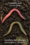 Illustration naturaliste de deux vers de terre en action dans leur habitat naturel. À gauche, un Lombric rose (Eisenia fetida) fouille un sol riche en matière organique sous un tas de feuilles mortes. À droite, un Lombric des champs (Allolobophora chlorotica) creuse dans une terre argileuse en prairie, près de racines d’herbes. Les deux vers sont bien visibles, avec leurs couleurs distinctes (rose pour Eisenia, verdâtre pour Allolobophora), et leurs noms français et scientifiques sont inscrits en légende sous chaque individu. L’environnement est détaillé : texture du sol, microfaune, racines, humidité, lumière douce filtrée par la végétation.