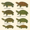 dessine moi 6 cryptodires (tortues) d