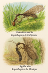 Alena intermedia (Raphidioptère de Californie) et Agulla nixa (Raphidioptère du Mexique) en action dans leur milieu naturel, illustrés dans un format 1025x1536 avec leurs noms français et scientifiques visibles
