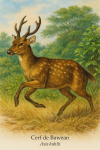 Cerf de Bawean (Axis kuhlii) en action dans son habitat naturel, format 1025x1536, avec les noms franais et scientifique visibles