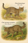 dessine moi un(e) Felis catus — Chat domestique et un(e) Felis silvestris — Chat sauvage européen en action dans leur milieu naturel dans un format de 1025*1536 avec leurs noms Français et scientifique
