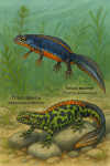 Draw a scene featuring a Triton alpestre (Ichthyosaura alpestris) and a Triton marbré (Triturus marmoratus) in action within their natural habitat. Include their French and scientific names in the image.