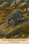 Souris-opossum des montagnes (Burramys parvus) en action dans leur milieu naturel, avec leurs noms Français et scientifique