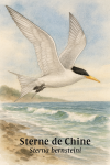 Sterne de Chine (Sterna bernsteini) en action dans son milieu naturel, format 1025x1536, avec les noms Franais et scientifique