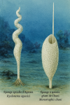dessine moi un(e) Hyalonema agassizi  Éponge spirale d’Agassiz
Monorhaphis chuni Éponge à spicule géant de Chuni
en action dans leur milieu naturel dans un format de 1025*1536 avec leurs noms Français et scientifique