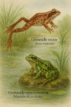 Draw a red frog (Rana temporaria) and a common green frog (Pelophylax kl. esculentus) in action in their natural habitat, in a 1025x1536 format, with their French and scientific names.