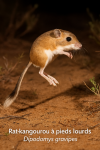 Rat-kangourou  pieds lourds (Dipodomys gravipes) en action dans son milieu naturel, format 1025x1536, avec son nom franais et scientifique