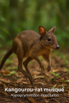 Kangourou-rat musqué (Hypsiprymnodon moschatus) en action dans leur milieu naturel, format 1025x1536, avec leurs noms Français et scientifique