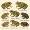 dessine moi 6 archeobatrachias (amphibiens) d
