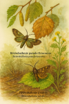 Illustration of Heterobathmia pseuderiocrania (Hétérobathmie pseudo-Eriocrania) and Heterobathmia valvifer (Hétérobathmie à valves) in action in their natural habitat, labeled with both French and scientific names, in a 1025x1536 format