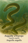 Draw European eels (Anguilla anguilla) in action in their natural habitat, with their scientific and French names.