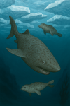 un requin du Groenland dans un milieu de banquise