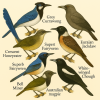 Dessine moi des 6 Corvoids (Passeriformes) d