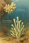 Illustration of Leucosolenia botryoides (Éponge botryoïde) and Leucosolenia complicata (Éponge compliquée) in action in their natural habitat, labeled with both French and scientific names, in a 1025x1536 format