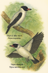 Dessine un Tityre  tte noire (Tityra inquisitor) et un Tityre masqu (Tityra semifasciata) en action dans leur milieu naturel, avec leurs noms franais et scientifiques visibles. Format 1025x1536.