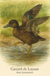 Anas laysanensis  Canard de Laysan en action dans son milieu naturel, avec les noms 'Canard de Laysan' et 'Anas laysanensis' visibles dans l'image