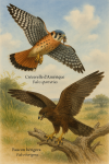 dessine moi un Falco sparverius — Crécerelle d’Amériqueet un Falco berigora — Faucon bérigora  en action dans leur milieu naturel dans un format de 1025*1536 avec leurs noms Français et scientifique