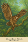 Chouette de Mohli (Otus moheliensis) en action dans son habitat naturel, format 1025x1536, avec les noms 'Chouette de Mohli' et 'Otus moheliensis' visibles