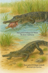 Illustration d'un Mecistops cataphractus (Faux-gavial d’Afrique de l’Ouest) et d'un Mecistops leptorhynchus (Faux-gavial d’Afrique centrale) en action dans leur habitat naturel, avec leurs noms français et scientifiques visibles