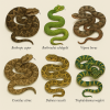 Draw six different species of vipers (serpents) in color on a light background, in 1024x1024 format, with only their scientific names.