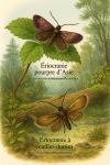 Illustration of Eriocrania semipurpurella asiatica (Ériocranie pourpre d’Asie) and Eriocrania chrysolepidella (Ériocranie à écailles dorées) in action in their natural habitat, with both their French and scientific names visible. Format: 1025x1536