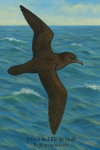 Ptrel de lle de Nol (Puffinus nativitatis) en action dans son milieu naturel, format 1025x1536, avec les noms Franais et scientifique