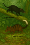 dessine un Myoictis melas — Myoictis noir et un Myoictis leucura — Myoictis à queue blanche en action dans leur milieu naturel avec leurs noms Français et scientifique