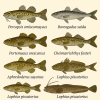 dessine moi 6 Paracanthopterygiens (poissons) d'espces diffrentes en couleurs sur fond clair en format 1024*1024 et leurs noms scientifique seulement.