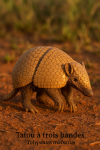 Tatou  trois bandes du Brsil (Tolypeutes tricinctus) en action dans son milieu naturel, format 1025x1536, avec son nom franais et scientifique