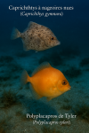 Draw a Caprichthys à nageoires nues (Caprichthys gymnura) and a Polyplacapros de Tyler (Polyplacapros tyleri) in action in their natural habitat, including their French and scientific names.