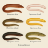 dessine moi 6 Symbranchiformes (poissons) d