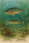 Draw a stickleback and a stickleback female in action in their natural habitat, including their scientific and French names.