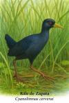 Rle de Zapata (Cyanolimnas cerverai) en action dans son habitat naturel, format 1025x1536, avec les noms franais et scientifique visibles