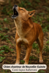 Chien chanteur de Nouvelle-Guinée (Canis lupus hallstromi) en action dans son milieu naturel, format 1025x1536, avec noms Français et scientifique
