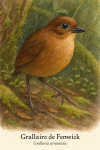 Grallaire de Fenwick (Grallaria urraoensis) en action dans son habitat naturel, format 1025x1536, avec les noms franais et scientifique visibles