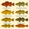 dessine moi 6 Scorpaeniformes (poissons) d'espces diffrentes en couleurs sur fond clair en format 1024*1024 et leurs noms scientifique seulement.