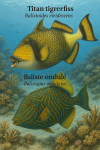 Draw a Titan Triggerfish (Balistoides viridescens) and a Wavy Triggerfish (Balistapus undulatus) in action in their natural habitat, with their French and scientific names displayed.