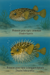 Draw a common porcupinefish (Diodon hystrix) and a long-spined porcupinefish (Diodon holocanthus) in action in their natural habitat, with their French and scientific names displayed.
