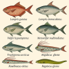 dessine moi 6 Lampridiomorphes (poissons) d'espces diffrentes en couleurs sur fond clair en format 1024*1024 et leurs noms scientifique seulement.