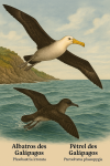 dessine moi un albatros des galapaos en plein vol et un petrel des galapagos  en action dans leur milieu naturelle dans un format de 1025*1536 avec leurs noms scientifiques et francais