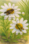 Micropterix schaefferi (Micropteryx de Schaeffer) and Micropterix aureoviridella (Micropteryx dorée-verdâtre) in action in their natural habitat, labeled with both French and scientific names