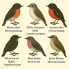 Dessine moi 6 Ptroicoids (oiseaux) d'espces diffrentes en couleurs sur fond clair en format 1024*1024 et leurs noms scientifiques uniquement.