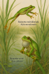 Draw a Southern Tree Frog (Hyla meridionalis) and a European Tree Frog (Hyla arborea) in action in their natural habitat, with their French and scientific names displayed.