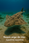 Requin ange-de-mer (Squatina squatina) en action dans son milieu naturel, avec son nom franais et scientifique visible